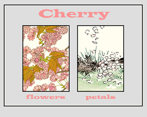 Cherry Flowers and Petals